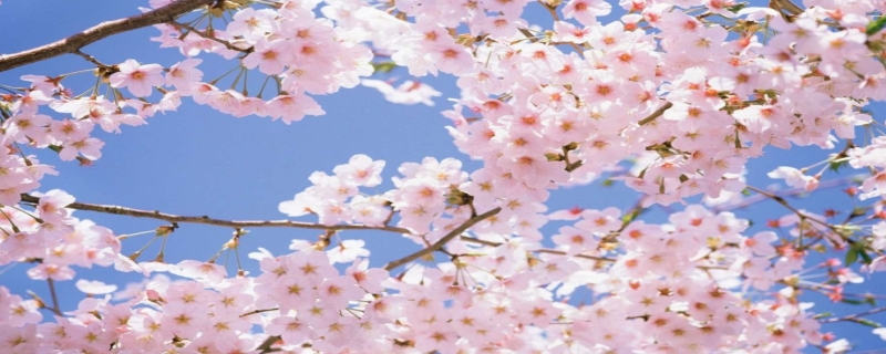 樱花的盛放一般在几月