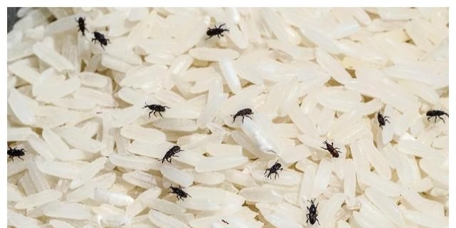 大米生虫子还能吃吗