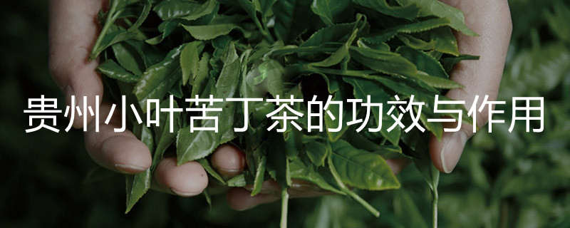 贵州小叶苦丁茶的功效与作用