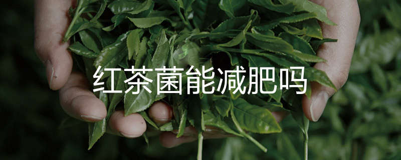 红茶菌能减肥吗